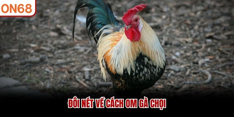 Đôi nét về cách om gà chọi