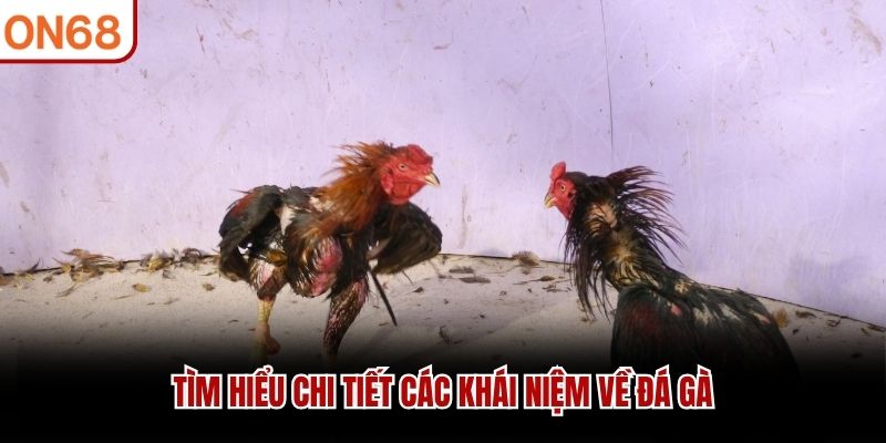 Tìm hiểu chi tiết các khái niệm về đá gà